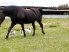 pups-with-horse