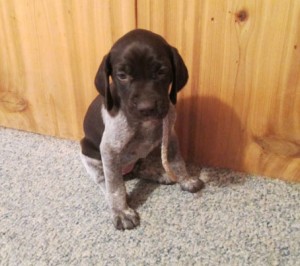Available GSP Puppy, Female