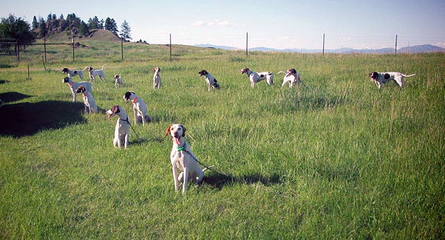 English Pointer Puppies in Training