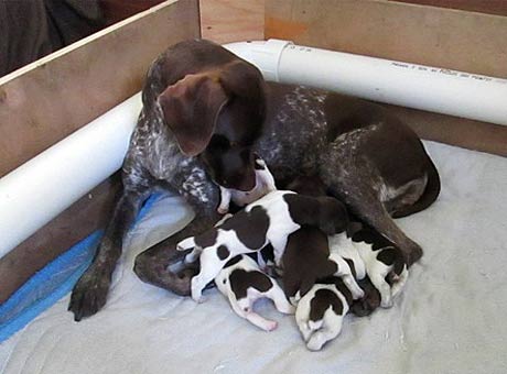 GSP Puppies Available Now