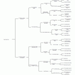 Tweto's Ava Rose Pedigree