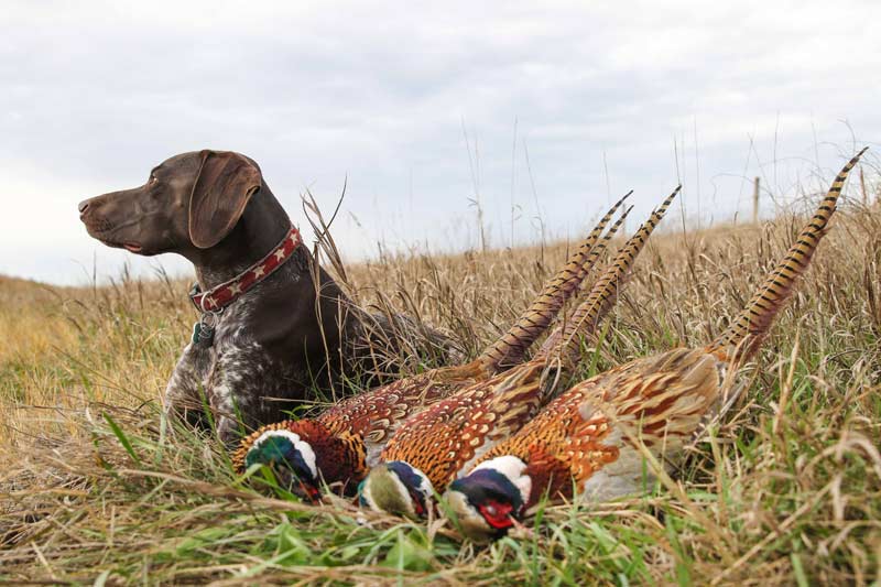 gsp hunting dog