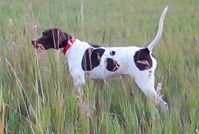 Trained English Pointer for Sale