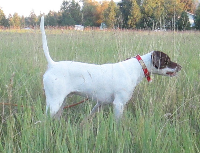 Trained English Pointer 