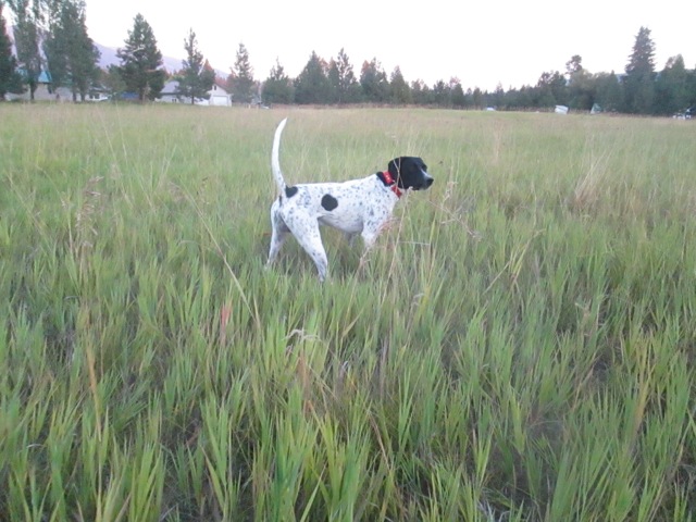 trained english pointer