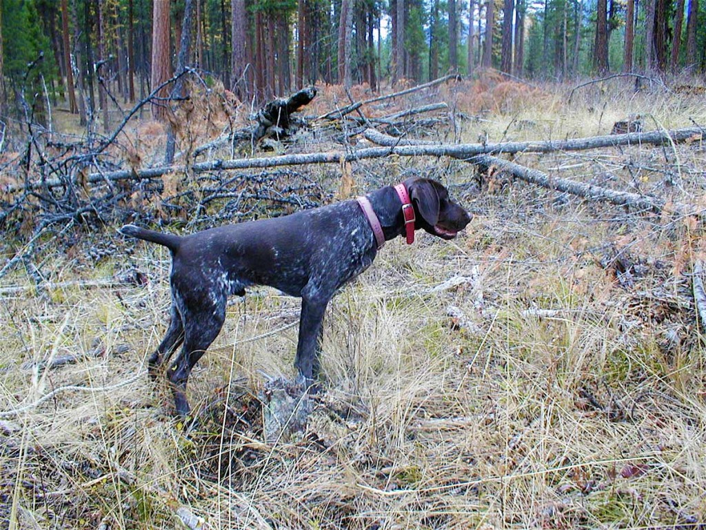 German Shorthaired Pointer for Sale