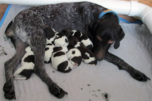 GSP with puppies