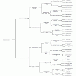 Hardpoint Otto Motion Pedigree