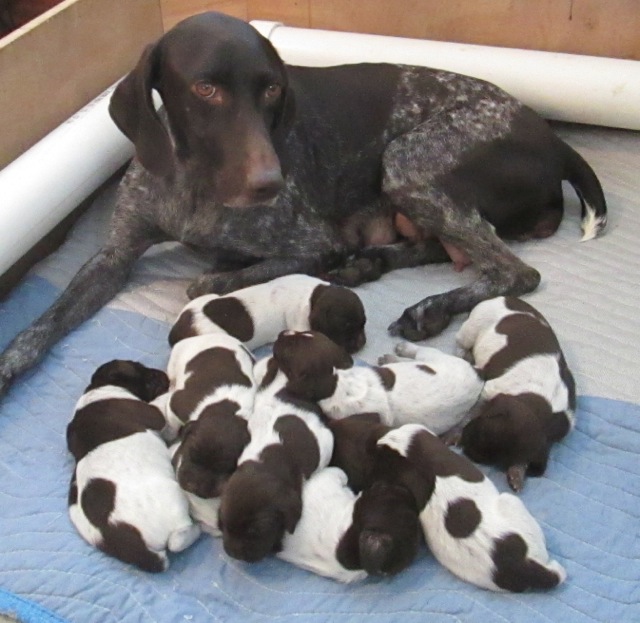 GSP Puppies