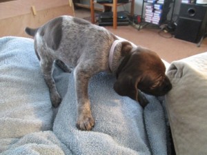 Female GSP Puppy