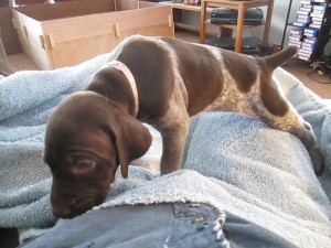 Female GSP Puppy