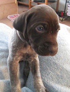 Female GSP Puppy