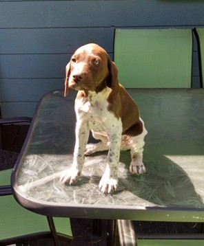 male shorthair puppy