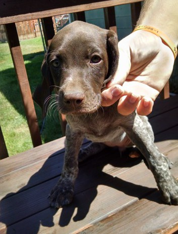 female shorthair puppy