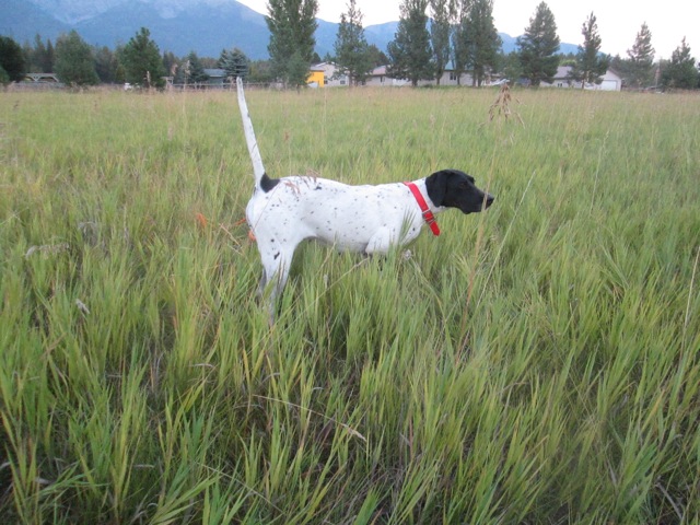 For Sale, Trained English Pointer Hunting Dog