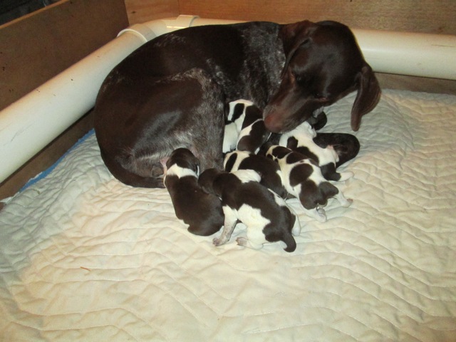 Puppies from Ava's March litter
