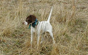 English Pointer hunting dog