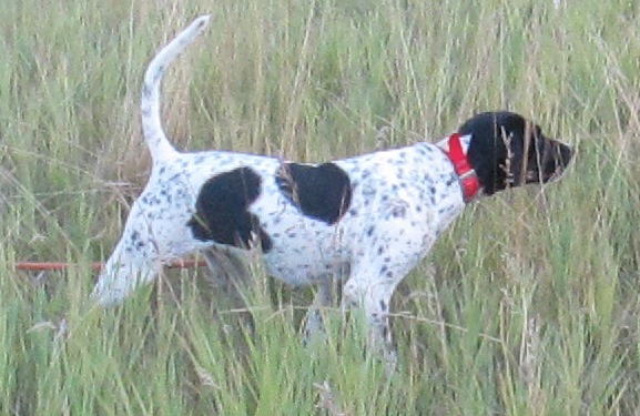 trained hunting dog