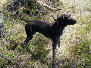 German Shorthaired Pointer