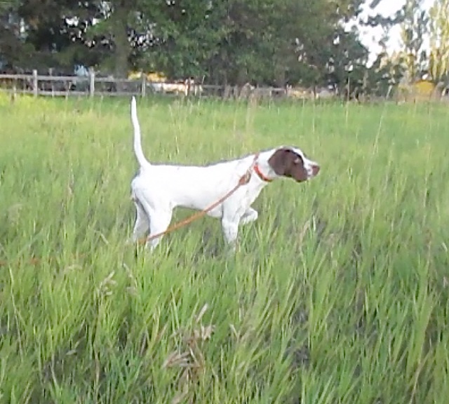 Trained English Pointer for Sale