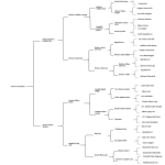 Click to View Pedigree of Tweto’s Heather