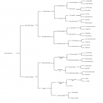 Pedigree of Tweto's Elhew Holly