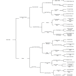 German Shorthaired Pointer Championship Pedigree