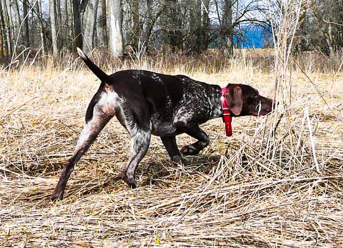 German Shorthaired Pointer on Point