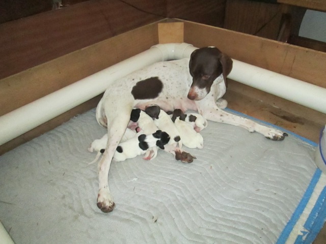 English Pointer Puppies