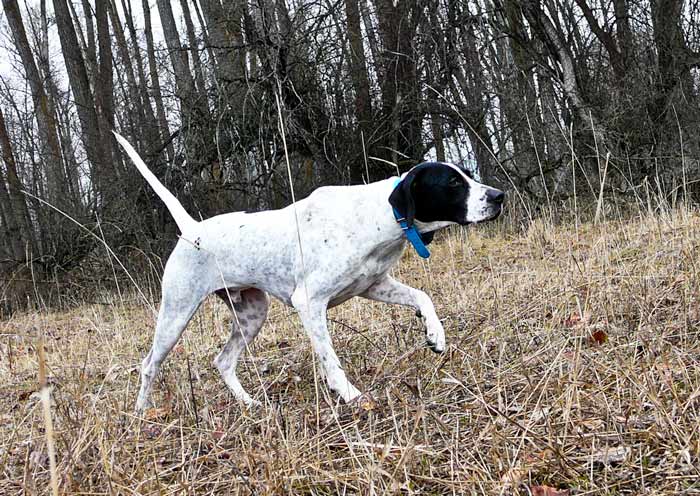 English Pointer in the Field