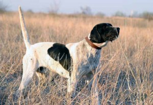 Champion English Pointer