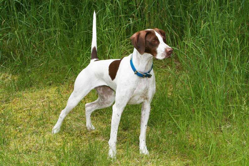 english pointer dog price