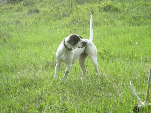 English Pointer