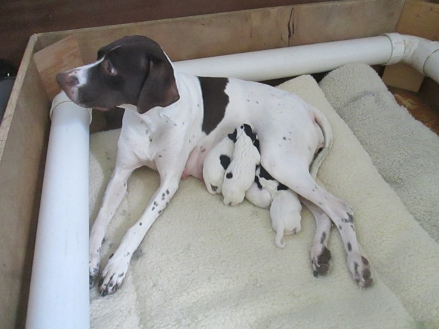 Pointer Puppies 2019