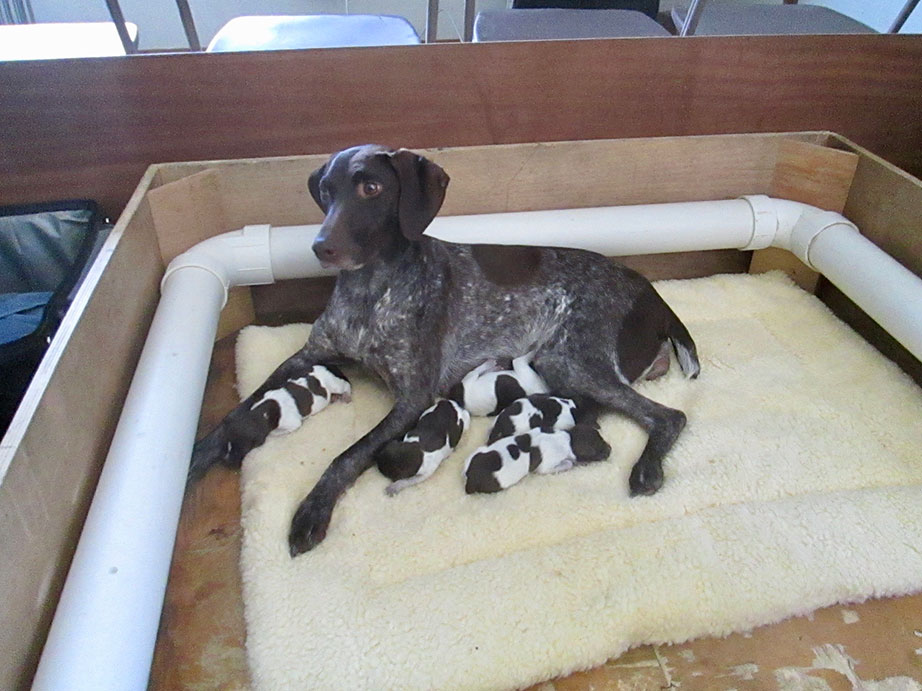 German Shorthaired Pointer Puppies for sale