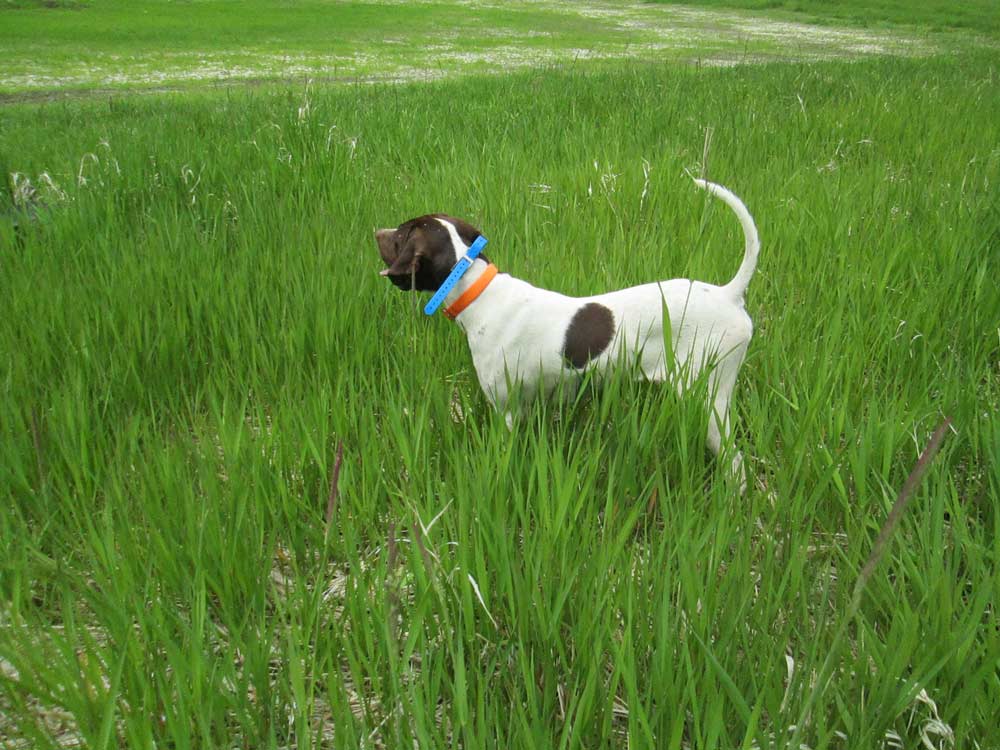 Dogs for Sale Montana Pointers