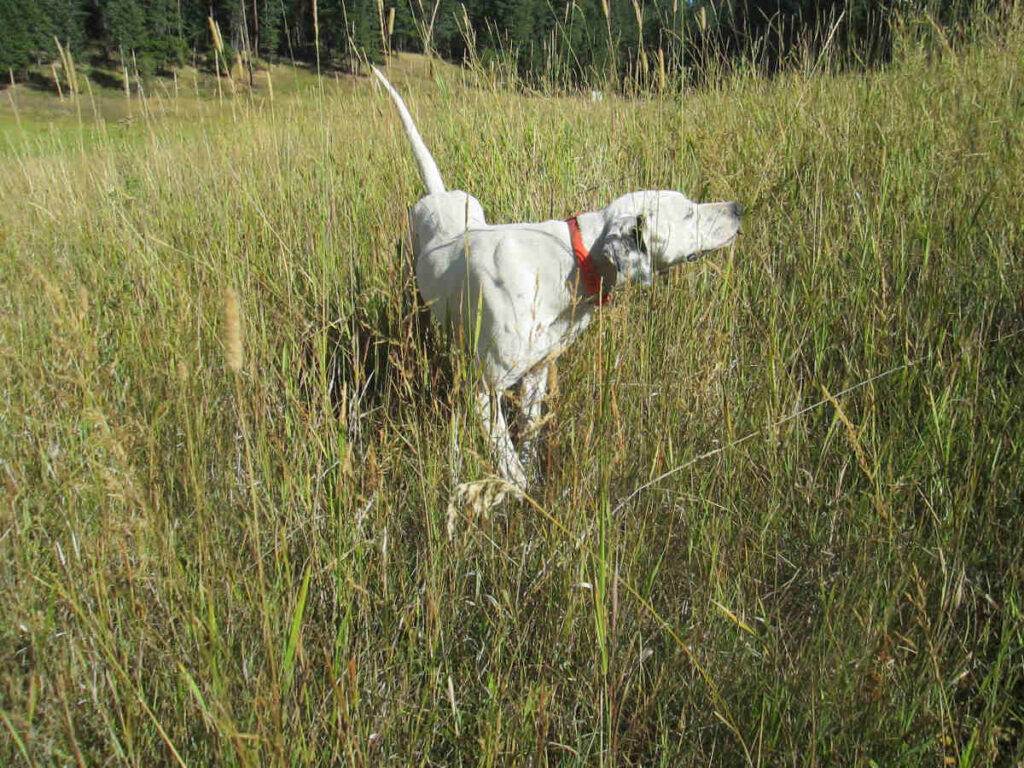 English Pointer in the field