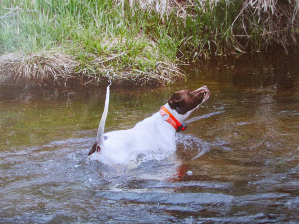 Bo Reo Pointing Grouse