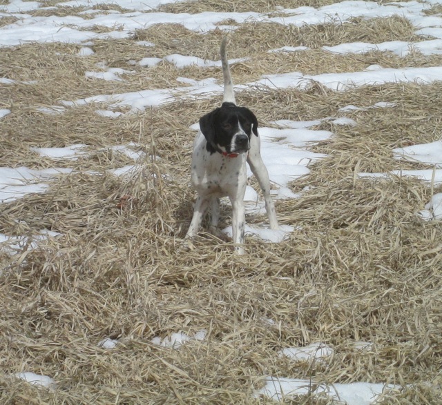 English Pointer