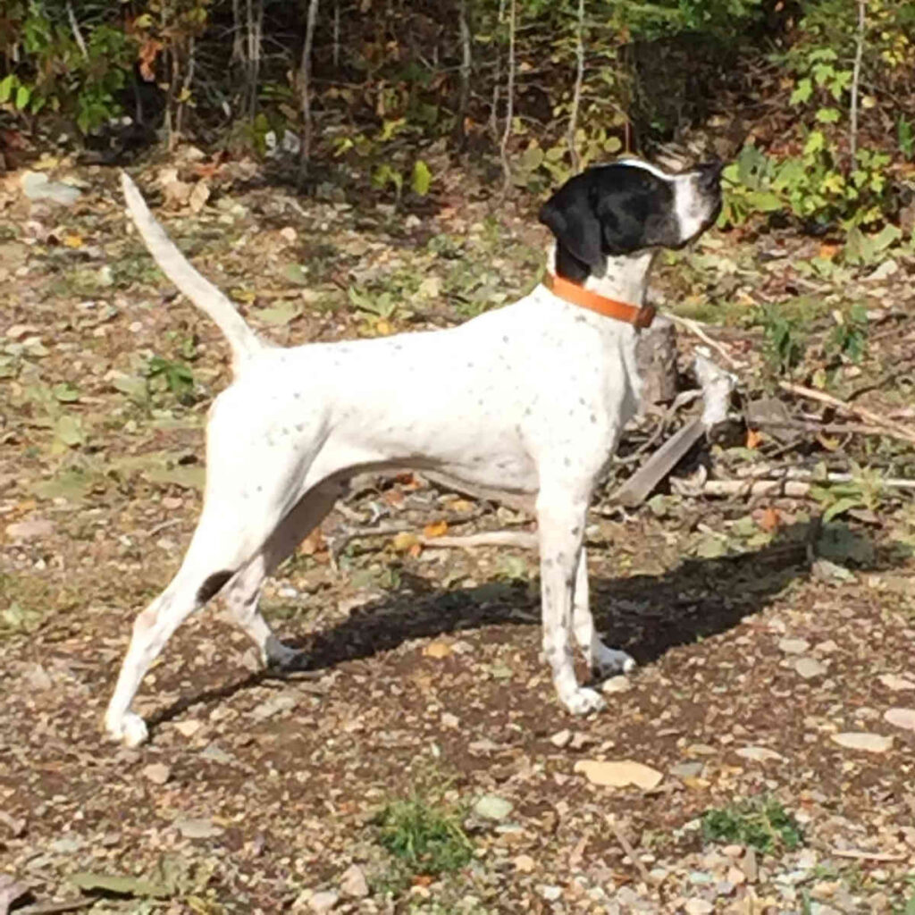 English pointer sire