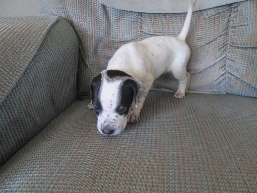 English Pointer Puppy for sale